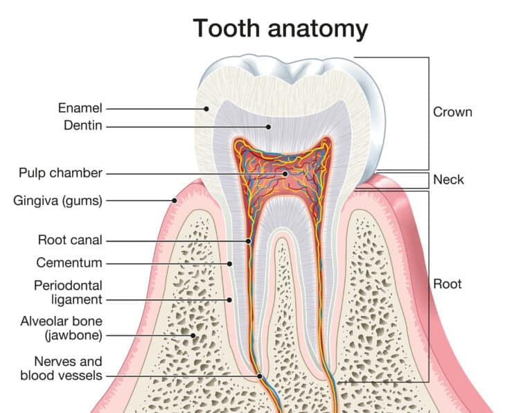 The Anatomy of a Tooth